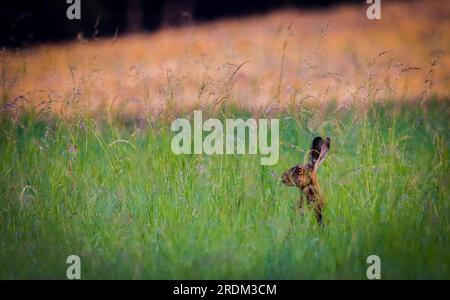 hase versteckt im Gras, Hase im grünen Gras Stockfoto