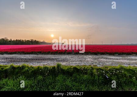 tulip Field in Flevoland, Niederlande Stockfoto