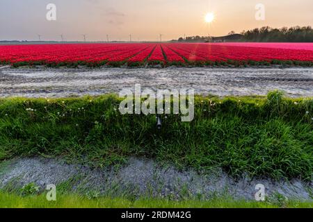 tulip Field in Flevoland, Niederlande Stockfoto