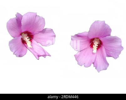 Rosa Rose der Blüten von Sharon (Hibiscus syriacus) isoliert auf Weiß Stockfoto