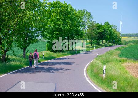 Mama und Sohn wandern an einem sonnigen Tag auf einer Landstraße zwischen Feldern mit blühenden Rapssamen. Eine Frau und ein Kind mit Rucksäcken laufen am Morgen die Straße entlang Stockfoto
