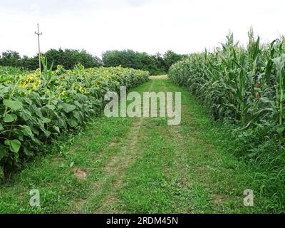 Feld mit Sonnenblumen und Mais im Juli. Im Kreis Maramures, Rumänien Stockfoto