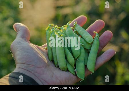 Erbsen in der Hand eines Mannes. Ein Bauer erntet Hülsenfrüchte auf dem Feld. Grüne Erbsen in Hülsen auf der Handfläche. Stockfoto