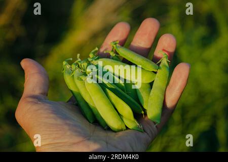 Erbsen in der Hand eines Mannes. Ein Bauer erntet Hülsenfrüchte auf dem Feld. Grüne Erbsen in Hülsen auf der Handfläche. Stockfoto