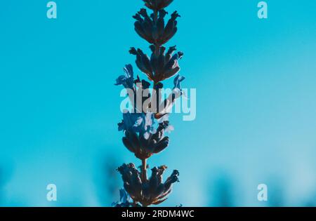 Zweig aus lilavendelfarbenem Zweig isoliert auf blauem Hintergrund. Einzelne lila Blume. Minimalistischer Blumenhintergrund. Französische Provence im Frühling und Sommer Stockfoto