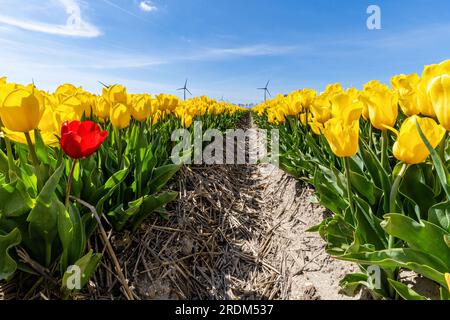 Einzelne rote Tulpe in einem Feld gelber Tulpen in Flevoland, Niederlande Stockfoto