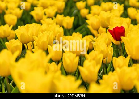 Einzelne rote Tulpe in einem Feld gelber Tulpen in Flevoland, Niederlande Stockfoto