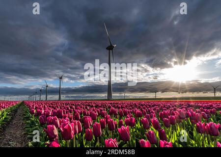 Feld mit violetten Triumph-Tulpen (Sorte „Purple Prince“) in Flevoland, Niederlande Stockfoto