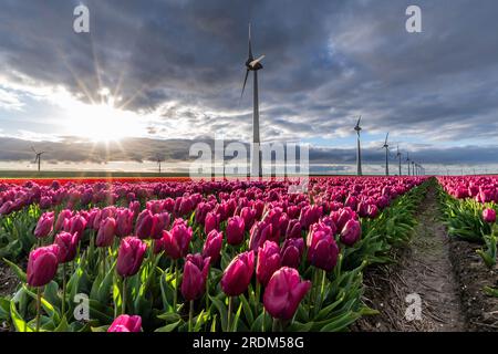 Feld mit violetten Triumph-Tulpen (Sorte „Purple Prince“) in Flevoland, Niederlande Stockfoto