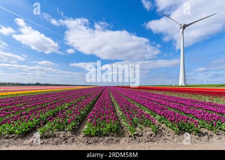 Feld mit violetten Triumph-Tulpen (Sorte „Purple Prince“) in Flevoland, Niederlande Stockfoto