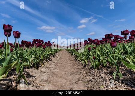 Feld mit dunkelvioletten Triumph-Tulpen (Rebsorte „Ronaldo“) in Flevoland, Niederlande Stockfoto