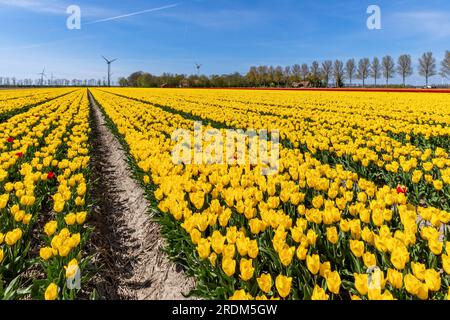 Feld mit gelben Triumph-Tulpen (Sorte „Strong Gold“) in Flevoland, Niederlande Stockfoto