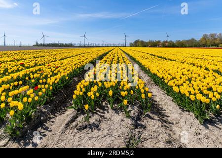 Feld mit gelben Triumph-Tulpen (Sorte „Strong Gold“) in Flevoland, Niederlande Stockfoto