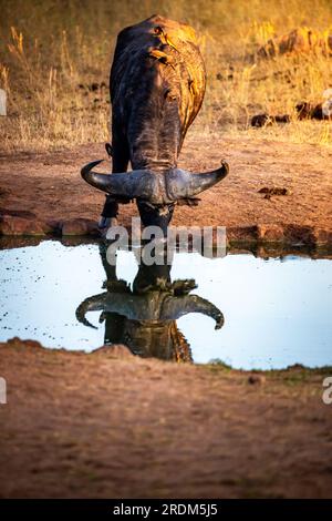 Ein Tier aus einer Büffelherde. Am Wasserloch mit Babys. Kostenloses Wildverbot auf Safari kenia, afrika Stockfoto