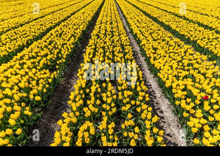 Feld mit gelben Triumph-Tulpen (Sorte „Strong Gold“) in Flevoland, Niederlande Stockfoto