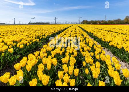 Feld mit gelben Triumph-Tulpen (Sorte „Strong Gold“) in Flevoland, Niederlande Stockfoto