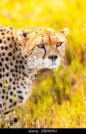 Ein Gepard am frühen Morgen durchstreift die Avanne in einem Nationalpark, fotografiert auf einer Safari in Kenia Afrika Stockfoto