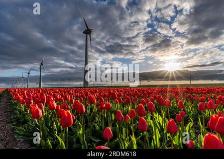 Feld mit roten und gelben Triumph-Tulpen (Sorte „Verandi“) in Flevoland, Niederlande Stockfoto