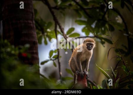 Affen-Bande in Kenia, Afrika. Affen übernehmen ein Hotel, Safari Lodge. Kleine Affen im Regen, Makaken-Affen Stockfoto