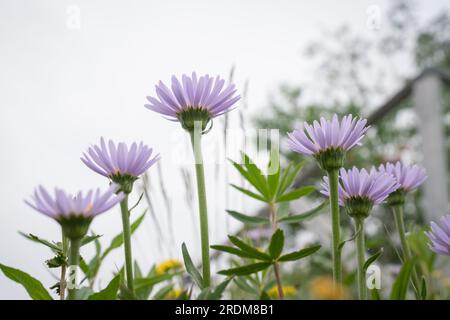 Erigeron utahensis ist eine nordamerikanische Art blühender Pflanzen der Familie Compositaceae, die unter dem gebräuchlichen Namen Utah Floh bekannt ist. Stockfoto