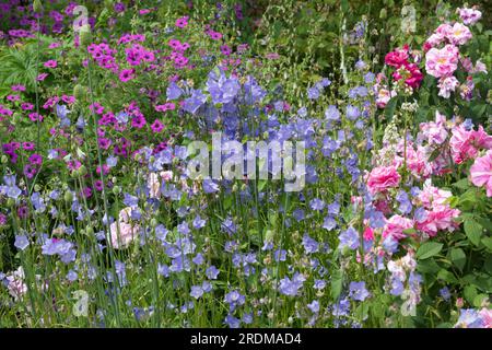 Sommergartenszene mit blauem campanula persicfolia, magentafarbenem Geranium und alten Rosen im britischen Garten Juni Stockfoto