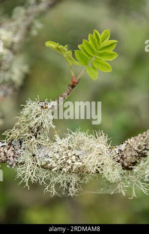 Flechten „Ramalina farinacea“ auf einem Bergaschenbaum, Großbritannien Stockfoto