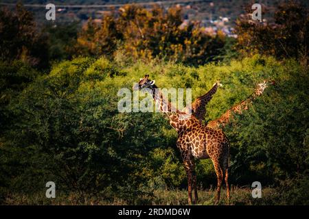 Nahaufnahme eines Giraffenkopfes in Tsavo, Kenia, Afrika. Süße Giraffe mit Himmelshintergrund. Safari, wilde Tiere Stockfoto