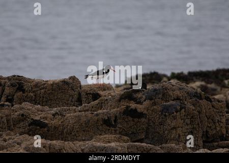 Eurasisches Austernernernest (Haematopus ostralegus), Insel Mull, Schottland. Auch bekannt als gewöhnlicher Rattenausternmischer oder palaearctischer Austernmischer Stockfoto