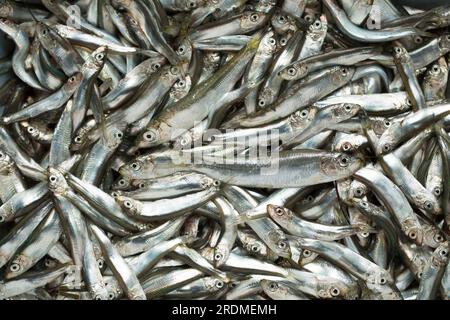 Frische Sprotten, Sprattus sprattus, die im Ärmelkanal gefangen wurden und nach der Beschichtung mit Mehl und Paprika frittiert werden. Sprotten Stockfoto