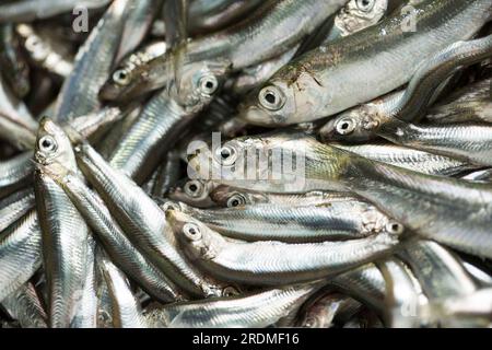 Frische Sprotten, Sprattus sprattus, die im Ärmelkanal gefangen wurden und nach der Beschichtung mit Mehl und Paprika frittiert werden. Sprotten Stockfoto