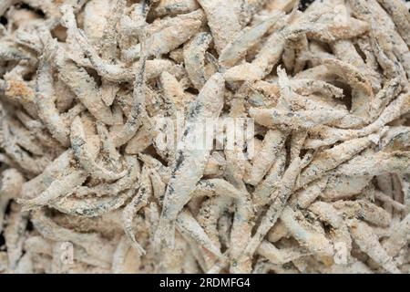 Frische Sprotten, Sprattus sprattus, die im Ärmelkanal gefangen wurden. Sie wurden mit Mehl und Paprika überzogen, um sie in der Zubereitung zu fr Stockfoto