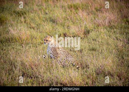 Ein Gepard am frühen Morgen durchstreift die Avanne in einem Nationalpark, fotografiert auf einer Safari in Kenia Afrika Stockfoto