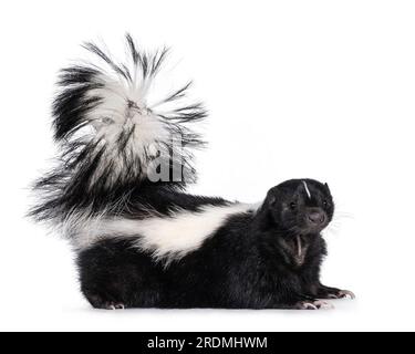 Süßes klassisches Schwarz mit weißem gestreiftem jungen Stinktier, alias Mephitis mephitis, stehen seitlich. Ich schaue direkt in die Kamera mit dem Schwanz nach oben. Isoliert ein Stockfoto