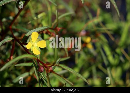 Kleine gelbe Blumen aus einer Pflanze mit dem wissenschaftlichen Namen Ludwigia decurrens. Stockfoto
