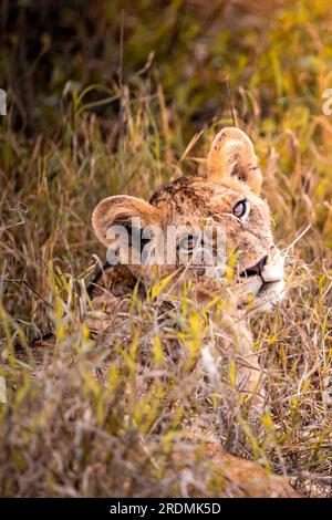 Süße kleine Löwenjungen auf Safari in der Steppe Afrikas spielen und ruhen sich aus. Große Katze in der Savanne. Kenias wilde Tierwelt. Wildtierfotografie Stockfoto