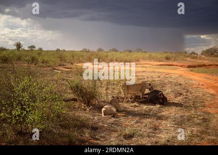 Löwe tötet Wasserbüffel in Kenia, Afrika. Das Frühstück eines Löwen, der vor Blutdurst krummt. Tolle Fotos von einer Safari im Tsavo-Nationalpark Stockfoto