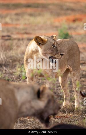 Löwe tötet Wasserbüffel in Kenia, Afrika. Das Frühstück eines Löwen, der vor Blutdurst krummt. Tolle Fotos von einer Safari im Tsavo-Nationalpark Stockfoto