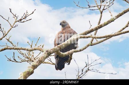 Grauer Fischadler, hoch oben auf einem Baum - einsamer Vogel Stockfoto