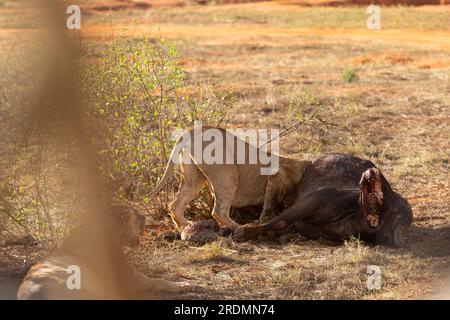 Löwe tötet Wasserbüffel in Kenia, Afrika. Das Frühstück eines Löwen, der vor Blutdurst krummt. Tolle Fotos von einer Safari im Tsavo-Nationalpark Stockfoto