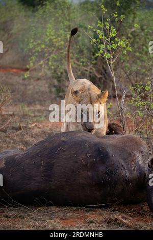 Löwe tötet Wasserbüffel in Kenia, Afrika. Das Frühstück eines Löwen, der vor Blutdurst krummt. Tolle Fotos von einer Safari im Tsavo-Nationalpark Stockfoto