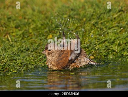 Common Linnet (Carduelis cannabina) Immature bathing Eccles-on-Sea, Norfolk, Vereinigtes Königreich. Oktober Stockfoto