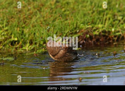 Common Linnet (Carduelis cannabina) Immature bathing Eccles-on-Sea, Norfolk, Vereinigtes Königreich. Oktober Stockfoto