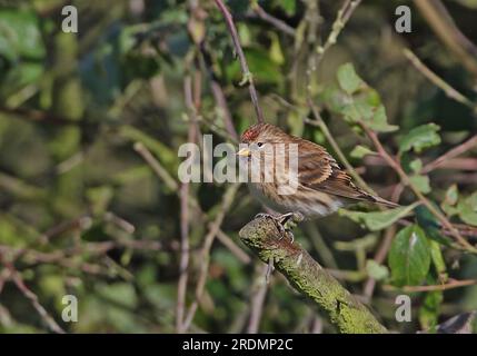 Lesser Redpoll (Carduelis Cabaret), weiblich hoch oben auf Blackthorn Busch Eccles-on-Sea, Norfolk, Großbritannien November Stockfoto