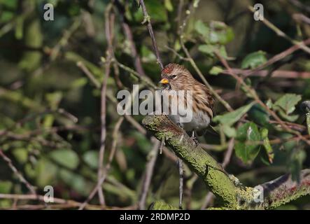 Lesser Redpoll (Carduelis Cabaret), weiblich hoch oben auf Blackthorn Busch Eccles-on-Sea, Norfolk, Großbritannien November Stockfoto