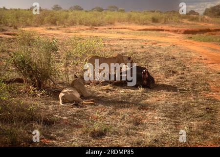 Löwe tötet Wasserbüffel in Kenia, Afrika. Das Frühstück eines Löwen, der vor Blutdurst krummt. Tolle Fotos von einer Safari im Tsavo-Nationalpark Stockfoto