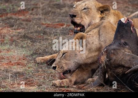 Löwe tötet Wasserbüffel in Kenia, Afrika. Das Frühstück eines Löwen, der vor Blutdurst krummt. Tolle Fotos von einer Safari im Tsavo-Nationalpark Stockfoto