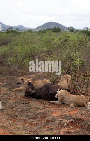 Löwe tötet Wasserbüffel in Kenia, Afrika. Das Frühstück eines Löwen, der vor Blutdurst krummt. Tolle Fotos von einer Safari im Tsavo-Nationalpark Stockfoto