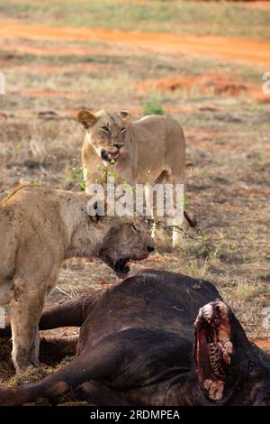 Löwe tötet Wasserbüffel in Kenia, Afrika. Das Frühstück eines Löwen, der vor Blutdurst krummt. Tolle Fotos von einer Safari im Tsavo-Nationalpark Stockfoto