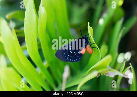 Der seltene Atala-Schmetterling ruht auf seiner Wirtspflanze, der Koontie-Palme, im Südwesten Floridas Stockfoto