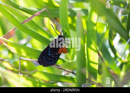 Weiblicher Atala-Schmetterling legt Eier auf ihre Wirtspflanze, die Kokosnuss-Palme Stockfoto